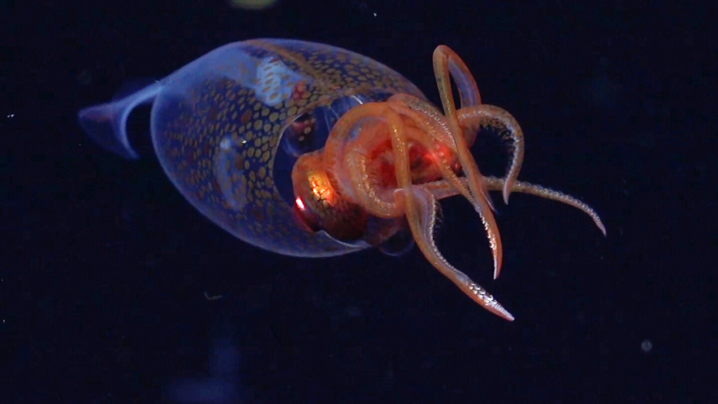 Squid
